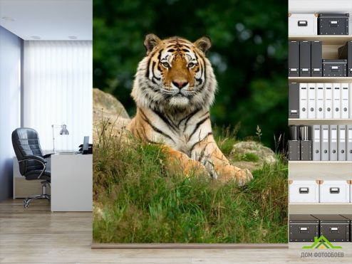 выбрать Фотошпалери Величний тигр Зелені фотошпалери на стіну