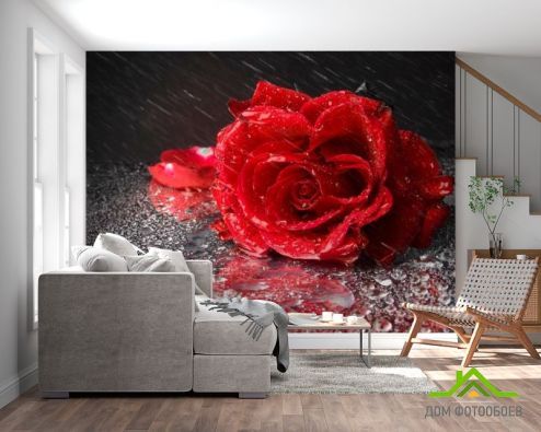 выбрать Фотообои Бардовая роза Фотообои Фотообои Цветы: горизонталная, горизонтальная ориентация на стену