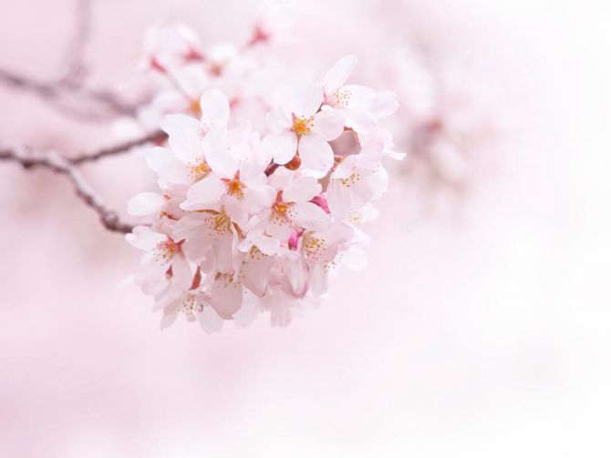 Фотообои Цветущий весной абрикос