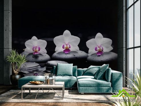 выбрать Фотообои Орхидея Фотообои Фотообои Цветы: горизонталная, горизонтальная, черный ориентация на стену
